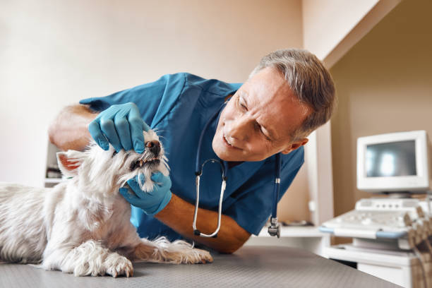 Best Emergency Denture Repair in Kittery Point, ME